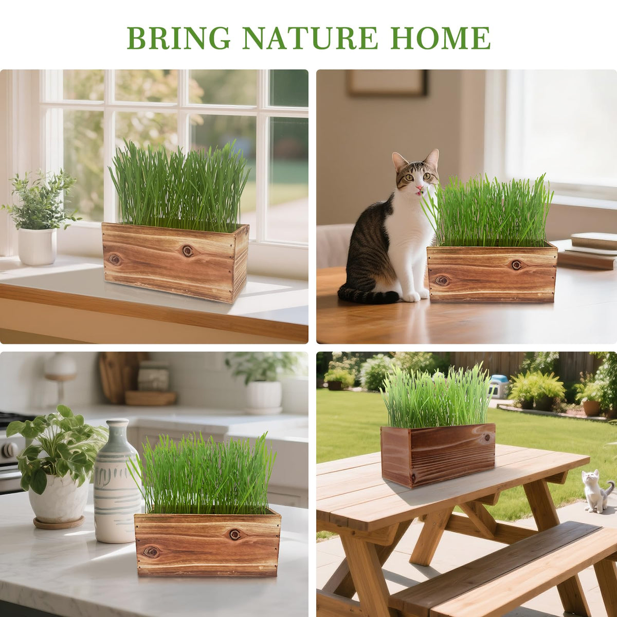5-Pack Cat Grass Kit with Wood Planter I217162