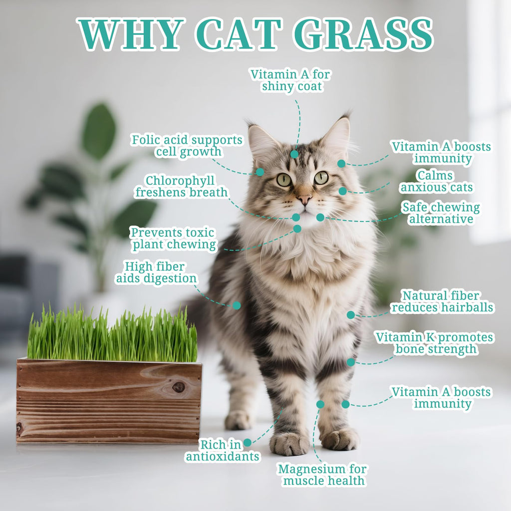5-Pack Cat Grass Kit with Wood Planter I217162