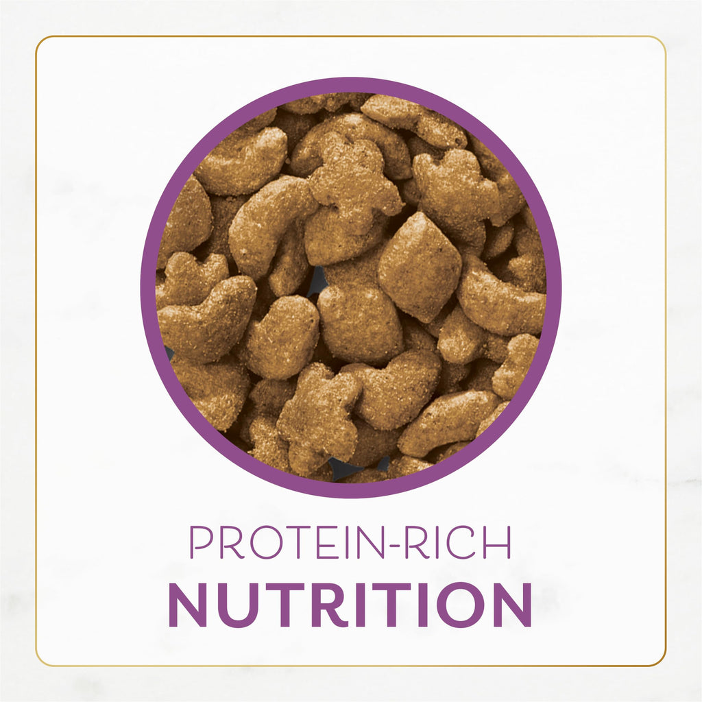 Chicken & Turkey Dry Cat Food 12lb Bag N25408