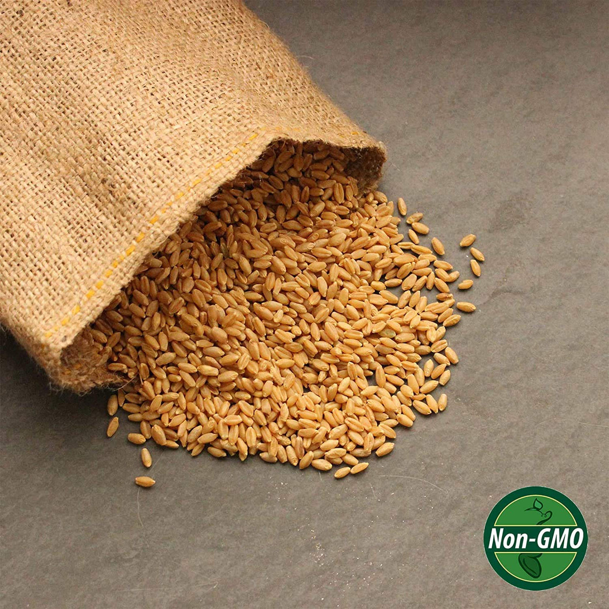 Organic Whole Wheat Kernels 2.5 Lb Non-GMO Hard White H158