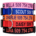 Personalized Dog Collar Y484152